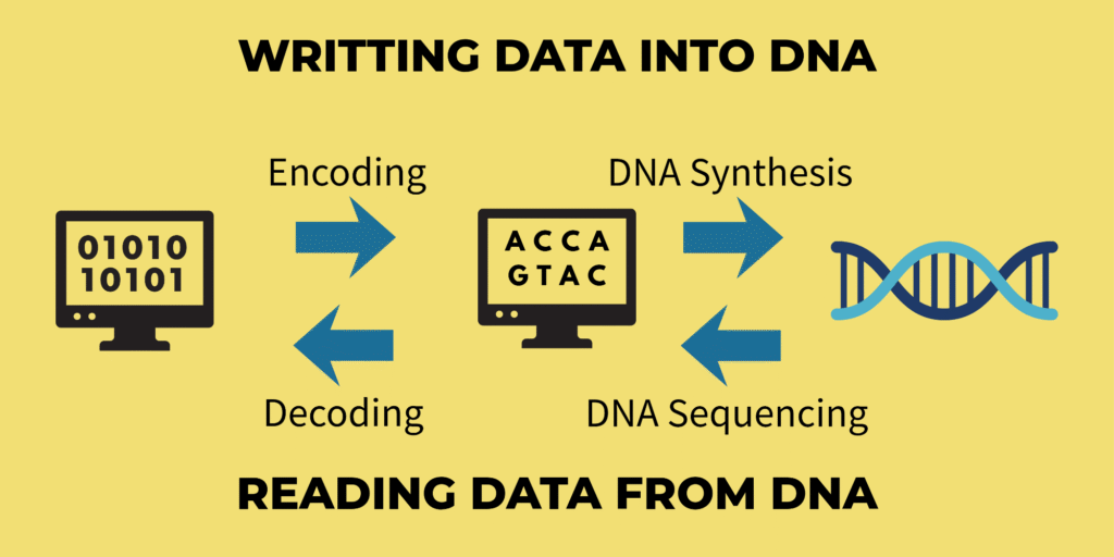Illustration showing how digital data is written into and read from DNA. The process includes encoding binary data into DNA bases, DNA synthesis to create physical strands, sequencing to read them back, and decoding the information into digital form.