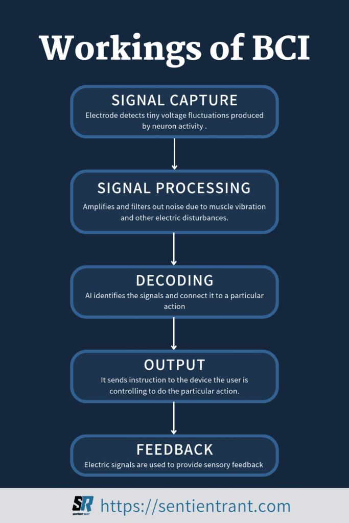 A simplified flow of how a BCI works — from capturing neural signals to translating them into digital actions and sending feedback back to the brain. Each step turns thought into control.